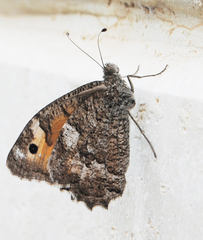 Pseudochazara thelephassa