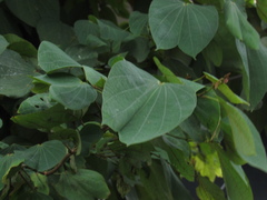 Bauhinia picta