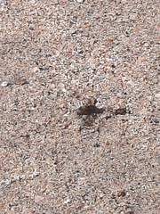 Bombyliidae