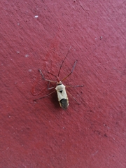 Zelus grassans