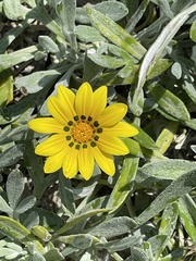 Gazania rigens