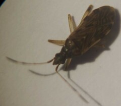 Ozophora occidentalis