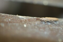 Hippopsis lemniscata