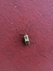 Zelus grassans