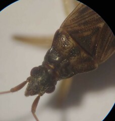 Ozophora occidentalis