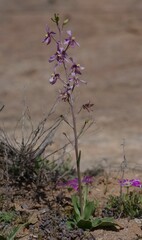 Cyanella orchidiformis