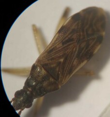 Ozophora occidentalis