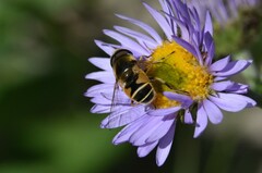 Eristalis hirta