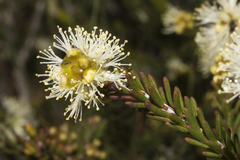 Melaleuca bracteosa