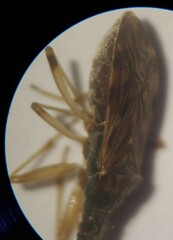 Ozophora occidentalis