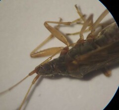 Ozophora occidentalis