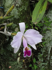 Cattleya