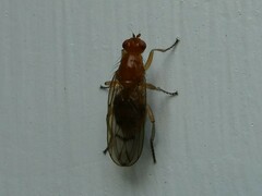 Dryomyzidae