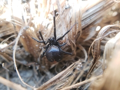 Latrodectus katipo