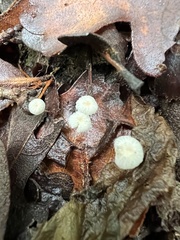 Marasmius capillaris