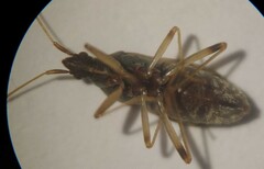 Ozophora occidentalis