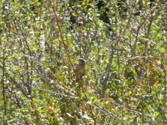 Curruca iberiae