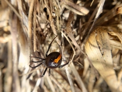 Latrodectus katipo