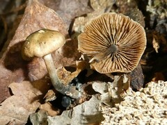 Psilocybe caerulipes