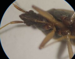 Ozophora occidentalis