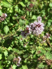 Mentha aquatica