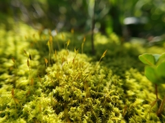 Triquetrella papillata