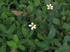 Bidens