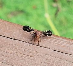 Delphinia picta