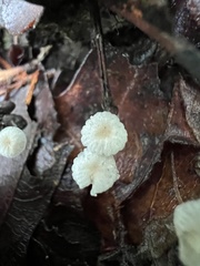 Marasmius capillaris