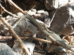 Zamenis scalaris