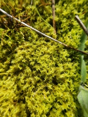 Triquetrella papillata