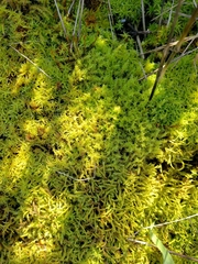 Triquetrella papillata