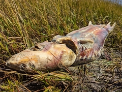 Acipenser transmontanus