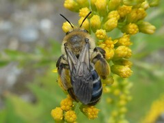 Andrena asteris