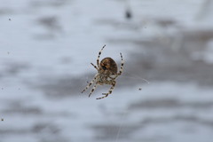 Araneus gemmoides
