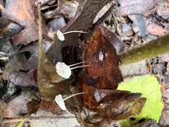 Marasmius capillaris