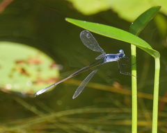Lestes vigilax