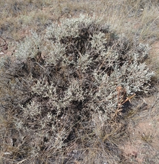 Artemisia tridentata