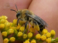 Andrena asteris