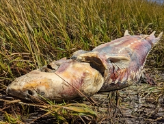 Acipenser transmontanus