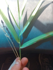 Phalaris arundinacea