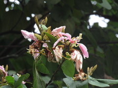 Bauhinia picta