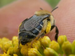 Andrena asteris