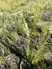 Struthiola hirsuta