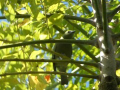 Thraupis palmarum
