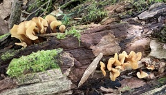 Spathulariopsis velutipes