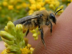 Andrena asteris