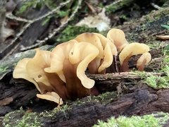 Spathulariopsis velutipes
