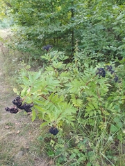 Sambucus ebulus