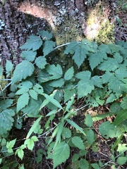 Chamaenerion angustifolium